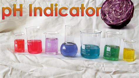 Making A Ph Indicator Using Red Cabbage Experiment Red Cabbage Indicator Experiment Worksheet - Red Cabbage Indicator Experiment Worksheet