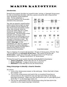making karyotypes answer key