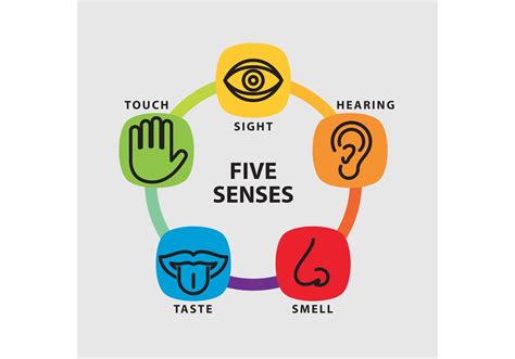 Making Sense Of Your Five Senses Ask The 5 Senses Science - 5 Senses Science