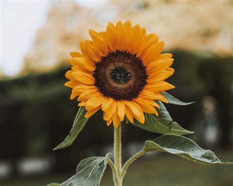 makna bunga matahari