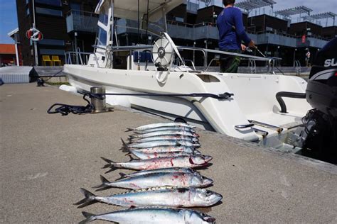 makrillfiske västkusten