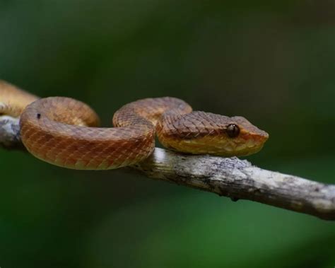 Malabar Pit Viper