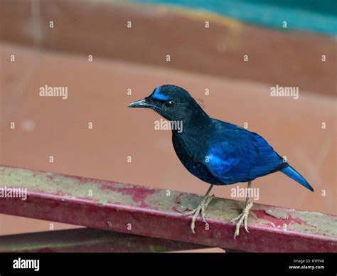 Malabar Whistling Thrush