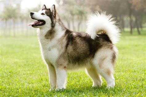 malamute - Dogs & Puppies, Rehome Buy and Sell Preloved