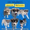malamutts
