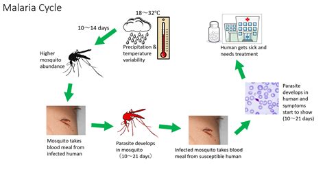 Malaria Outbreak Prediction Model Using Machine Learning