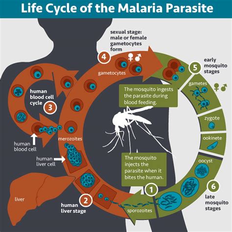 malaria.com