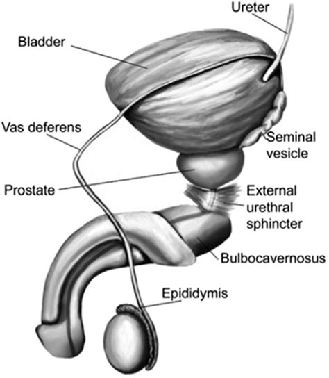 male ejackulating