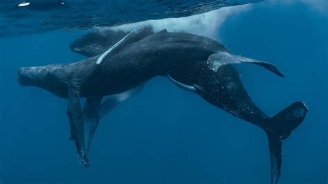 Male Humpback Whale Seen Forcing Sex On Emaciated Tsunamis Science - Tsunamis Science