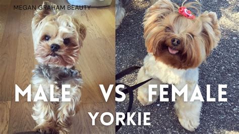 Male vs female yorkie size