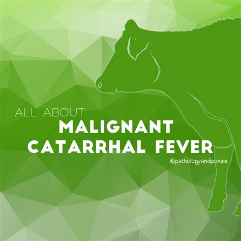 Malignant Catarrhal Fever