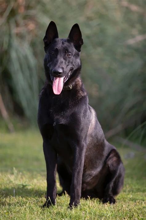 malinois czarny