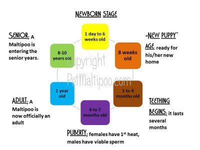 Maltipoo Age Chart