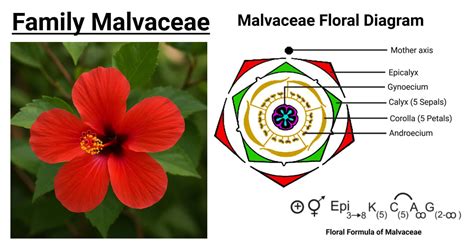 Malvaceae Floral Formula