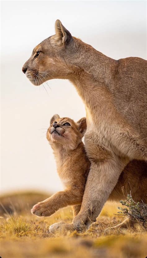 mama puma nude