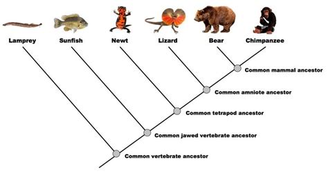 Mammal Cladogram