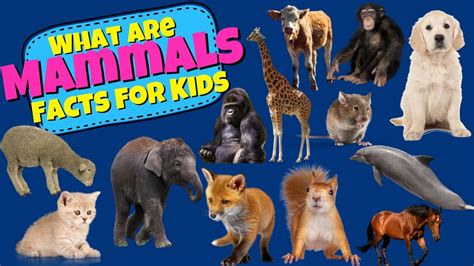 Mammal Facts For Kids Mammals Kindergarten - Mammals Kindergarten