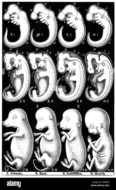 Mammal Fetus Comparison