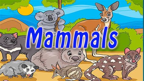 Mammals Educational Video For Kids Youtube Mammals Kindergarten - Mammals Kindergarten