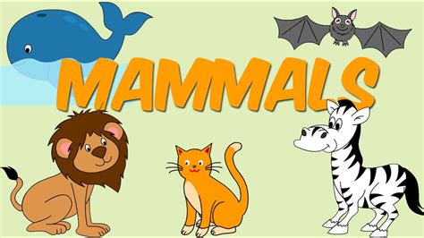 Mammals For Kids Learn All About The Unique Mammals Kindergarten - Mammals Kindergarten