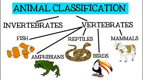 Mammals For Kids Vertebrate Animals Natural Science For Mammals Kindergarten - Mammals Kindergarten