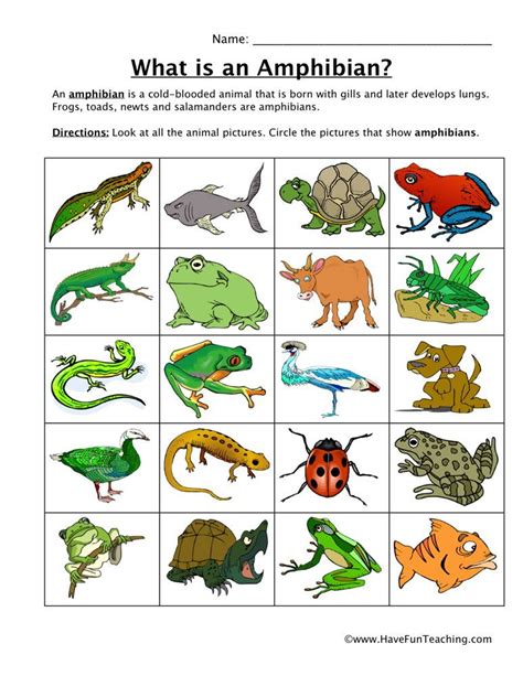 Mammals Reptiles And Amphibians Worksheets Pets Lovers Reptiles And Amphibians Worksheet - Reptiles And Amphibians Worksheet