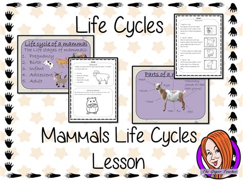 Mammals School Life Cycle Of Mammals Ks2 - Life Cycle Of Mammals Ks2