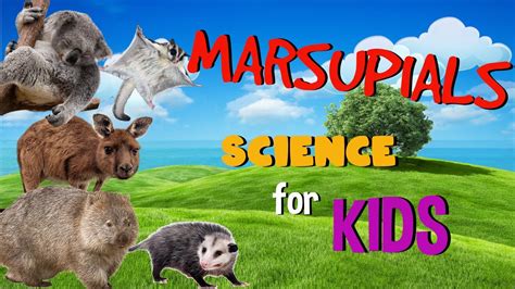 Mammals Science For Kids Youtube Mammals Kindergarten - Mammals Kindergarten
