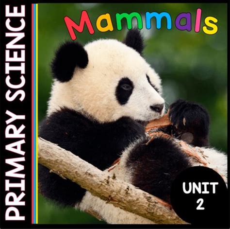 Mammals Science Unit Free Lesson Keeping My Kiddo Mammals Kindergarten - Mammals Kindergarten