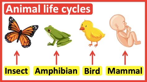 Mammals Theschoolrun Life Cycle Of Mammals Ks2 - Life Cycle Of Mammals Ks2