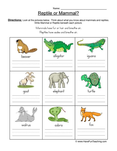 Mammals Worksheets First Grade   Reptiles And Mammals Free Pdf Download Learn Bright - Mammals Worksheets First Grade