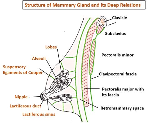 mammary glands