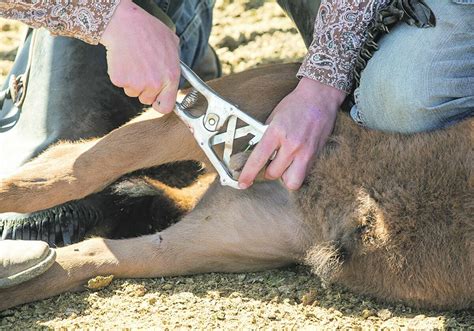 Man Castrated With Elastrator