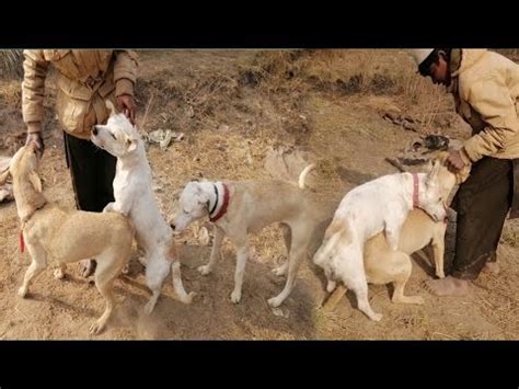 Man Mating Dog