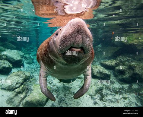 manatee florida