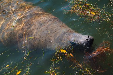 manatee - cachoeira pirenópolis