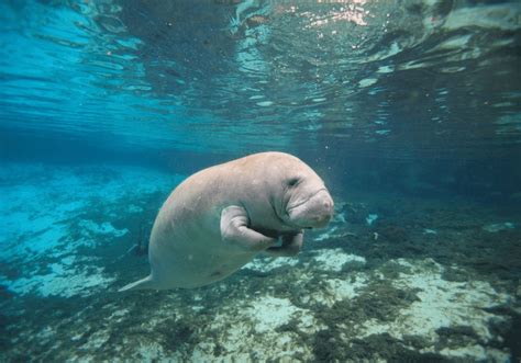 manatees florida