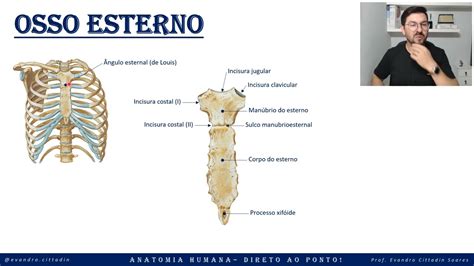 Manúbrio Do Esterno