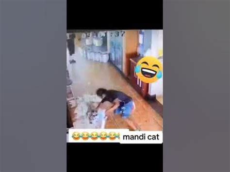 Mandi The Cat