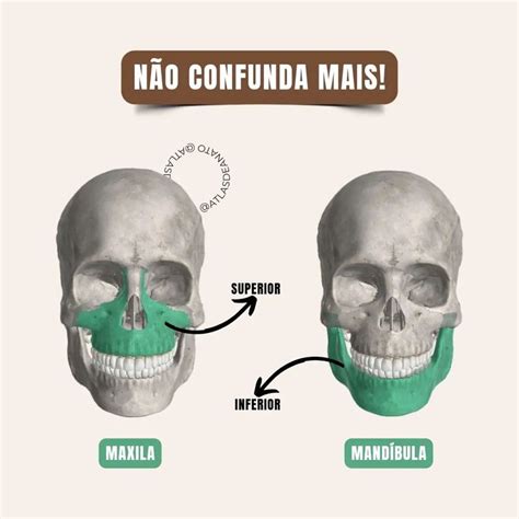 Mandibula E Maxila