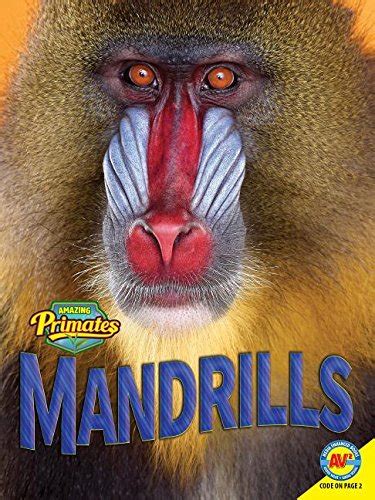Mandrills Amazing Primates