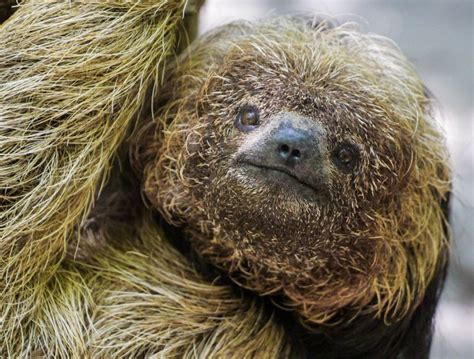 maned sloths interesting facts