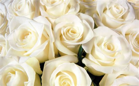 manfaat bunga mawar putih