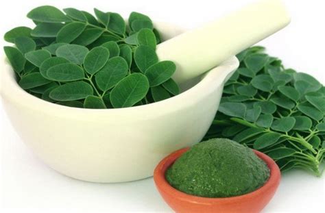 manfaat daun kelor untuk kesehatan