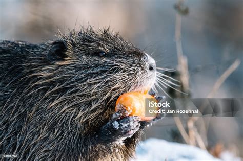 Manger Sauvage