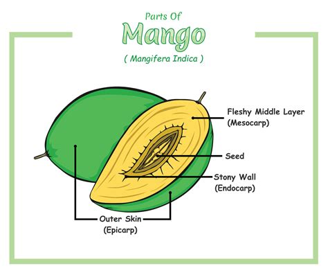 mango fruit biography examples