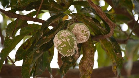 Mango Mealy Bug
