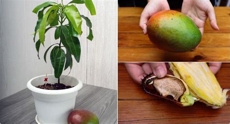 mango tree from mango seed