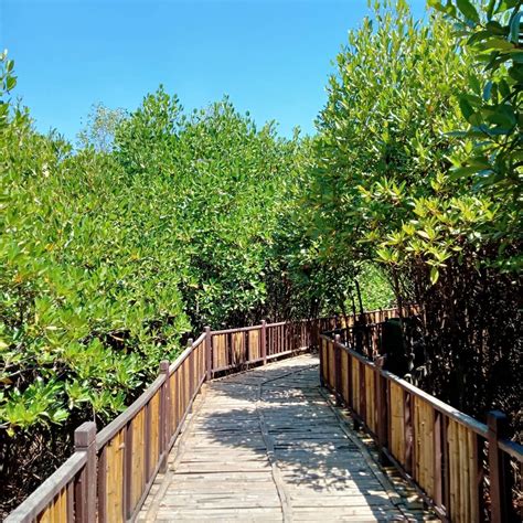 mangrove surabaya