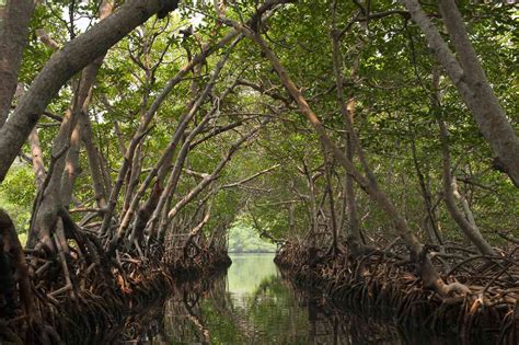 mangrove swamp collocation meaning and examples of use